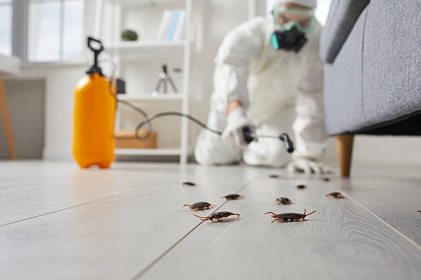 Post-Treatment Bed Bug Interceptor Monitoring in Bay Hill